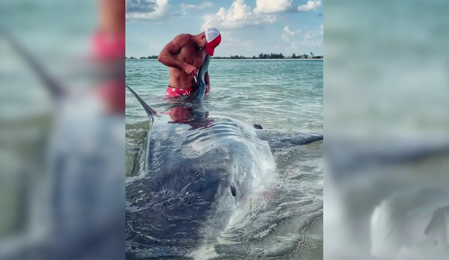 Elliot Sudal catches huge tiger shark, tags it, releases it