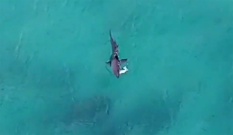 Great white near Bondi beach chomps on tuna and salmon