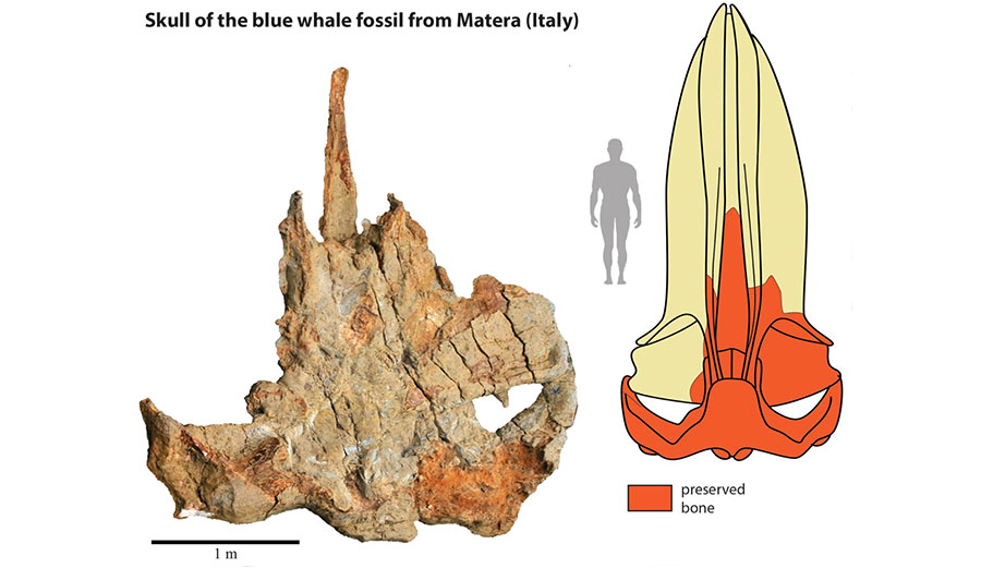Largest ever blue whale skeleton