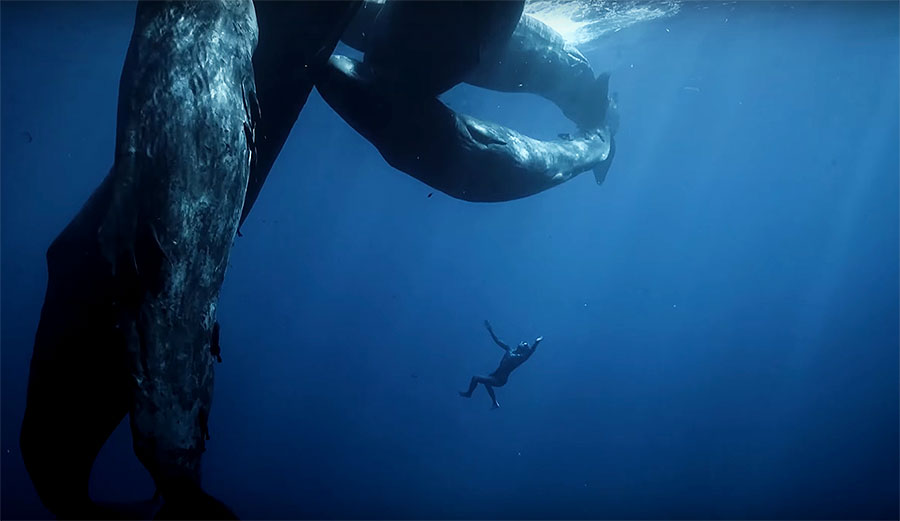 Guillaume Néry freediving with whales