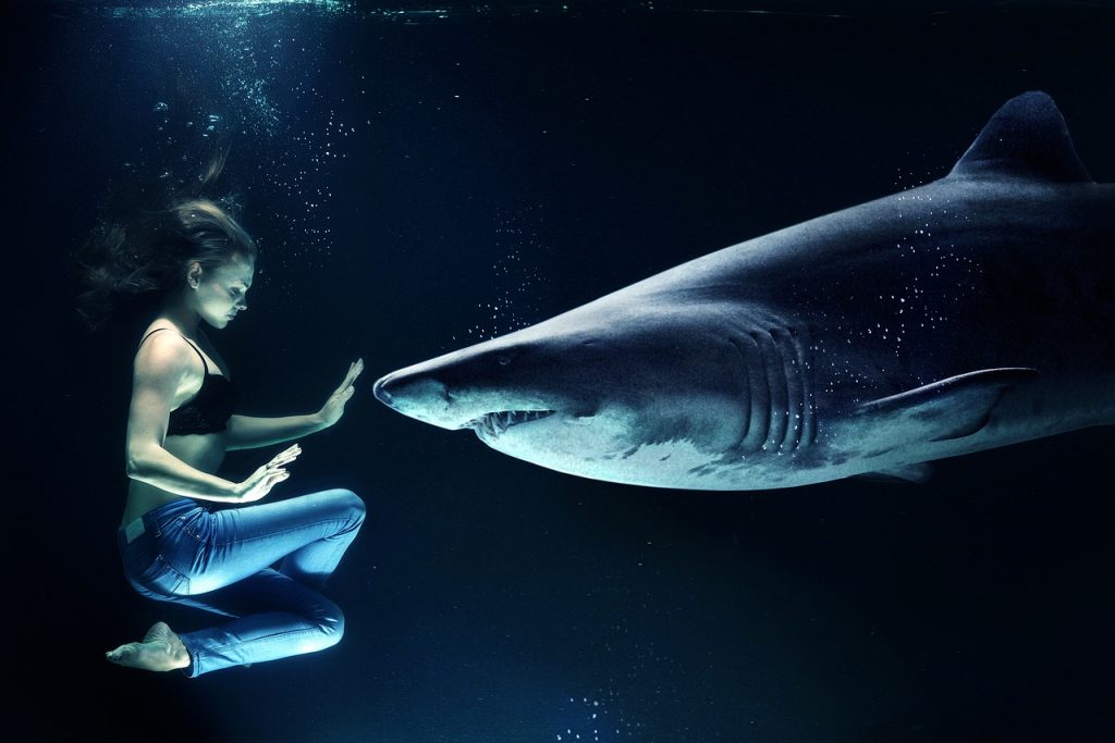 Shark Encounter