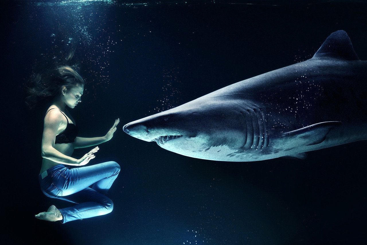 Shark Encounter