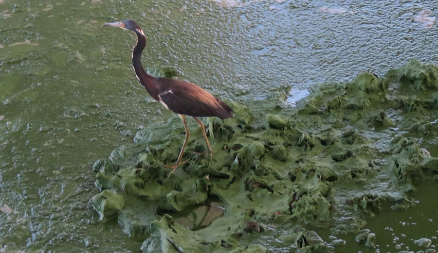 Cyanobacteria form a green scum along the shoreline during a bloom