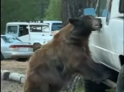 Watch This Bear Open a Car Door and Steal Snacks Like It's No Big Thing
