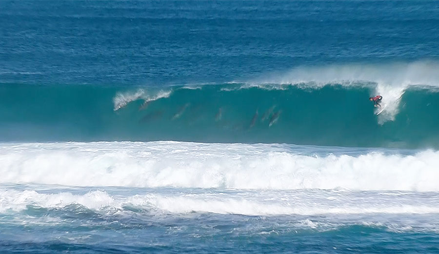 Conner Coffin at The Box with a pod of dolphins