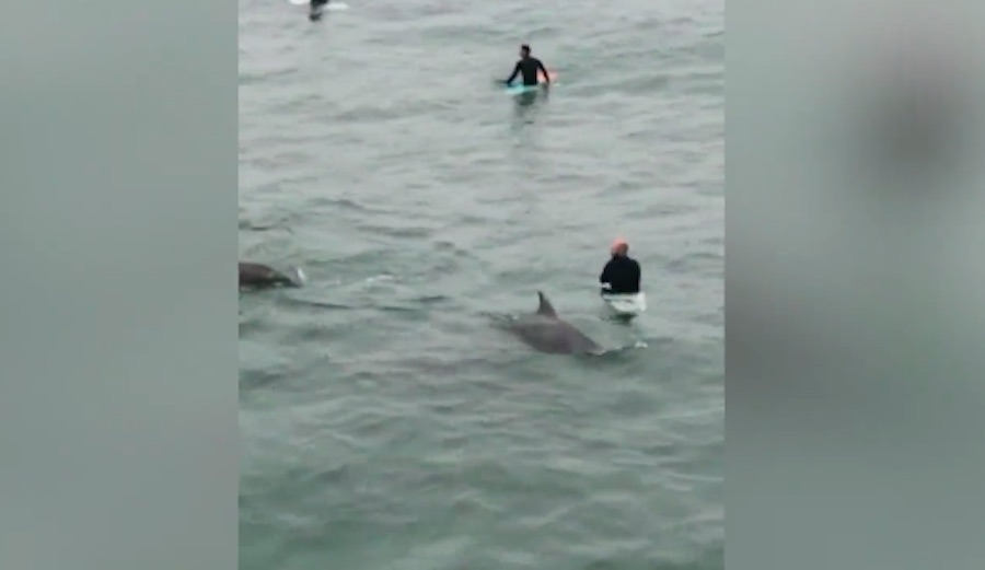 Dolphins brush surfers at Manhattan Beach Pier