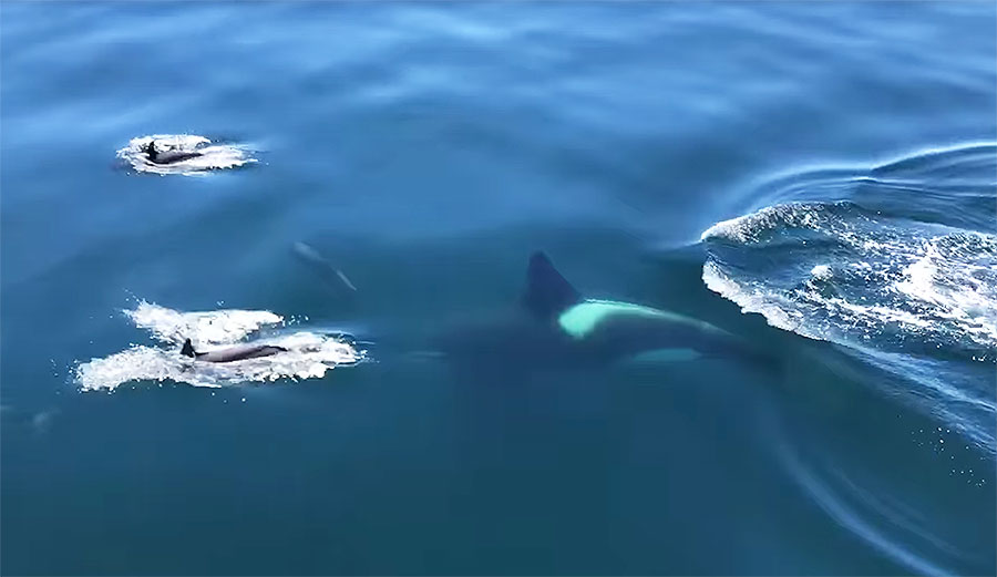 Killer whale with dolphins