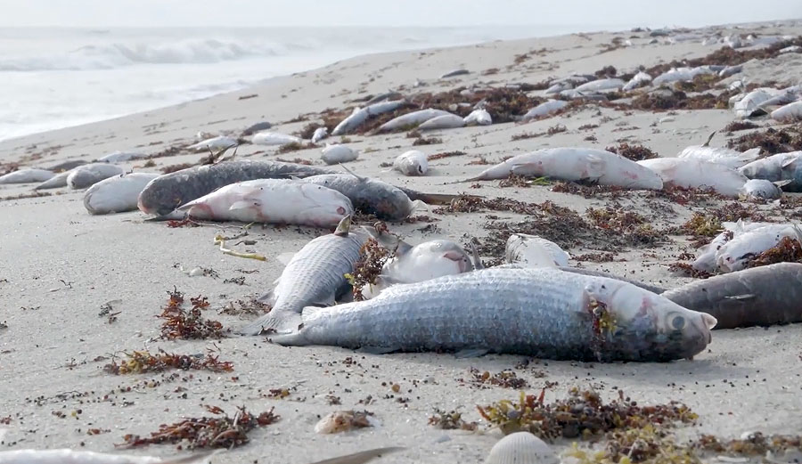 Dead fish in Florida toxic algae bloom
