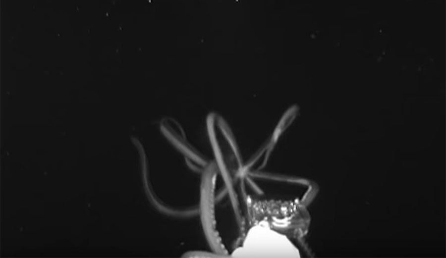 Giant squid in Gulf of Mexico