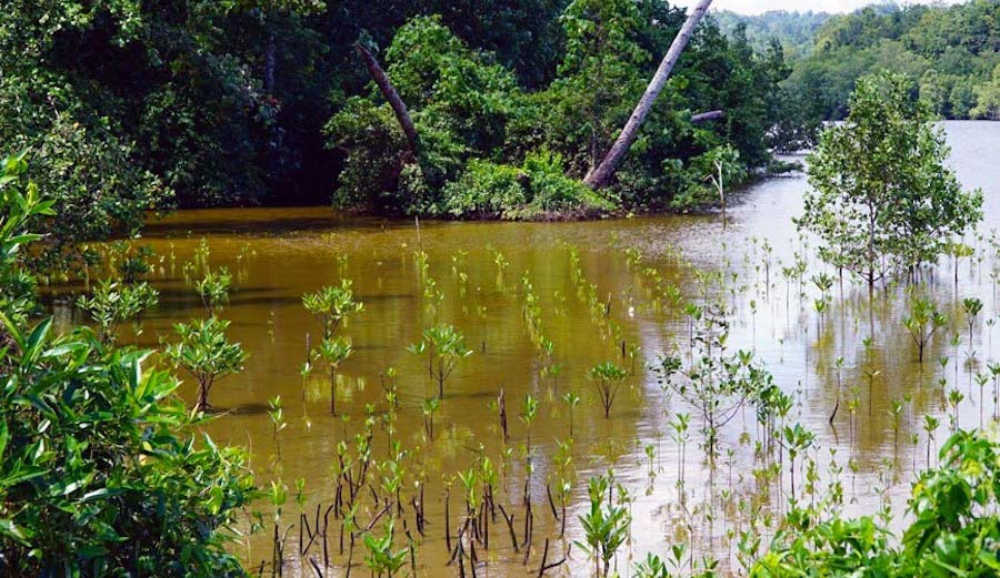 Mangroves in Biak Island Indonesia