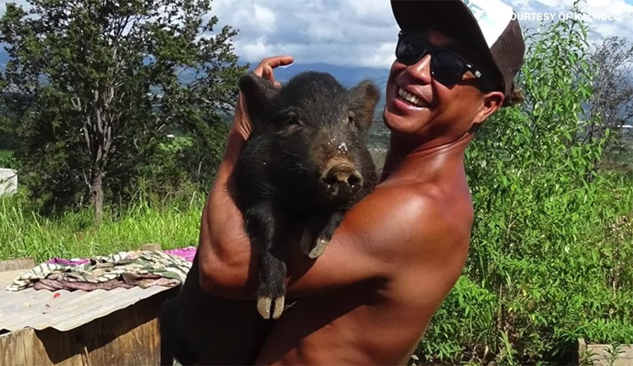 Kama3 the surfing pig