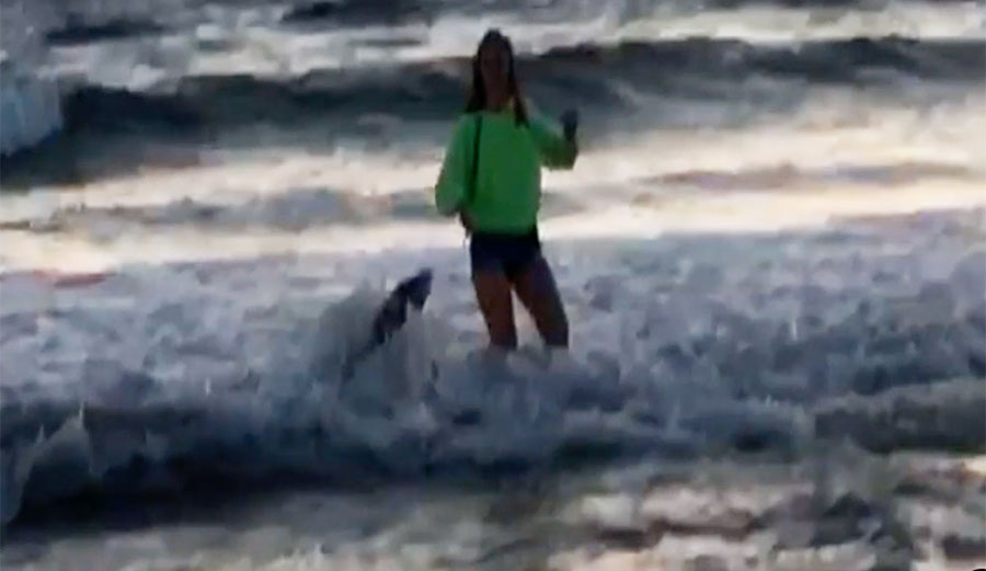 Sea lion attack in California
