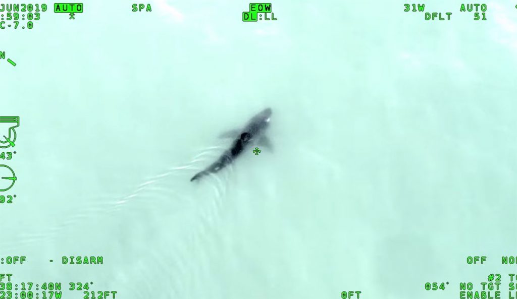 Great white shark in Sonoma County