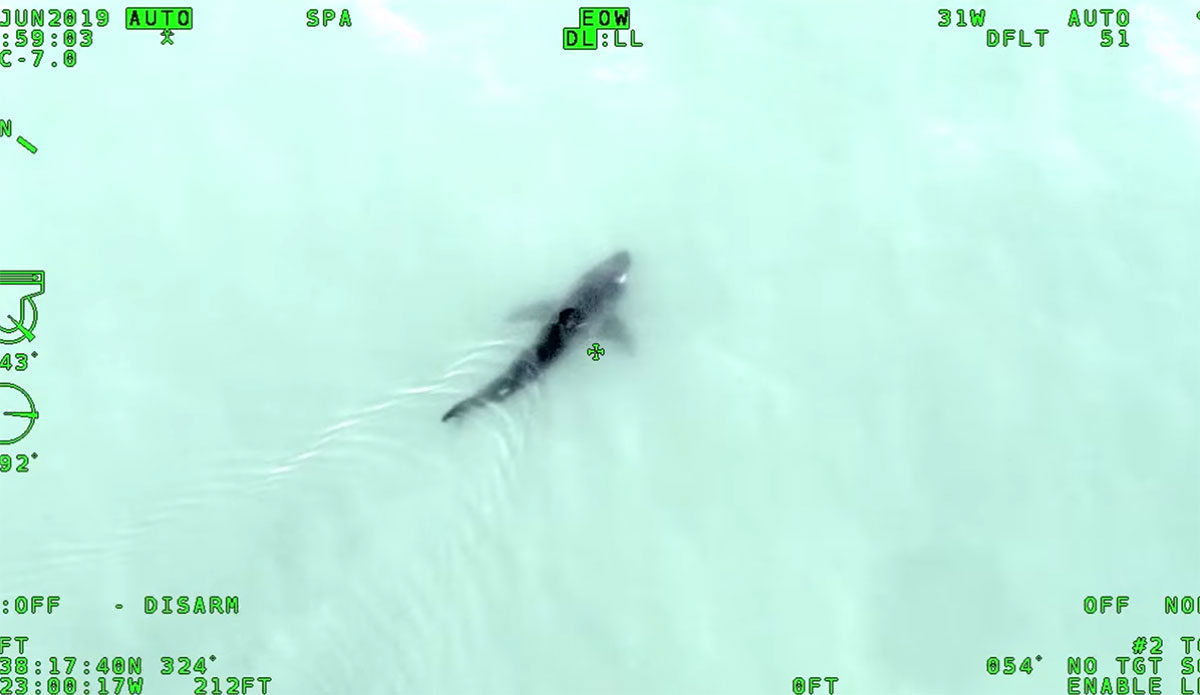 Great white shark in Sonoma County