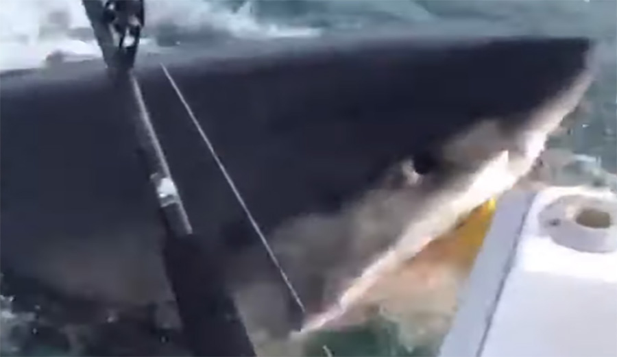 Watch These Fishermen Lose It as Giant Great White Shark Snags Bait Bag