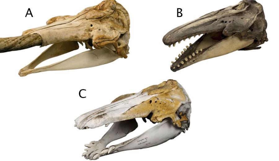 Hybrid whale skulls