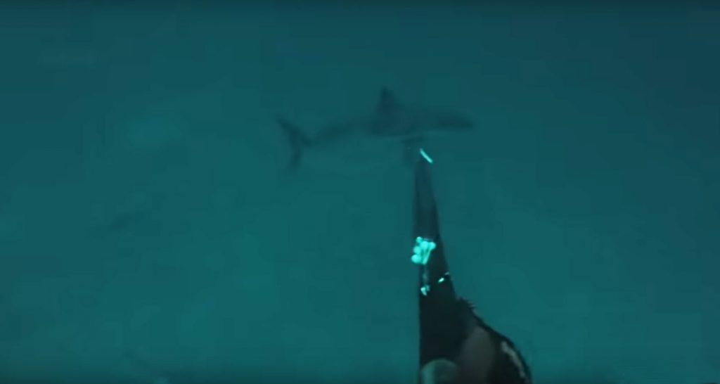 Spear Fishermen Get Fright of Their Lives When Great White Surprises Them Off Alabama Coast
