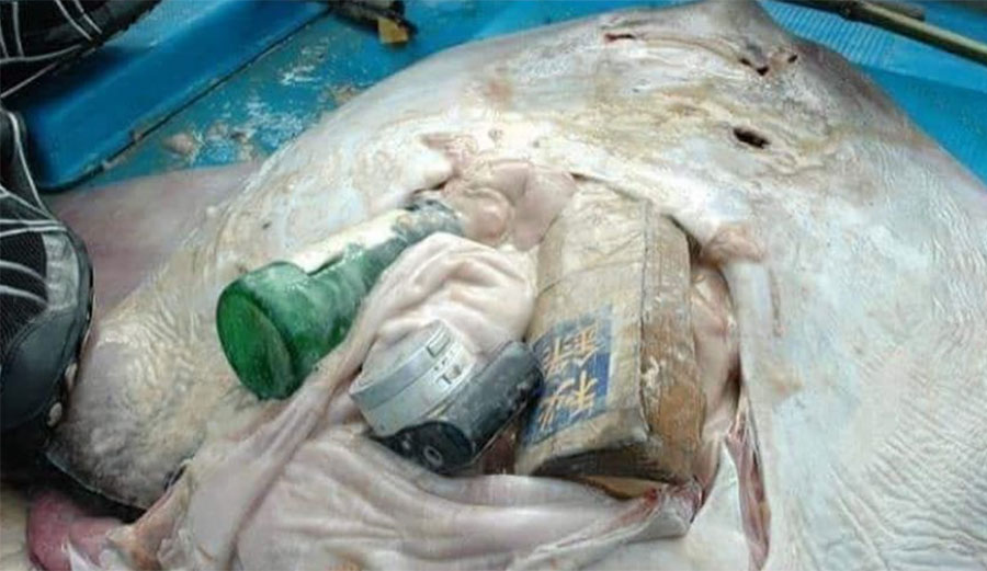 dead stingray stomach full of garbage