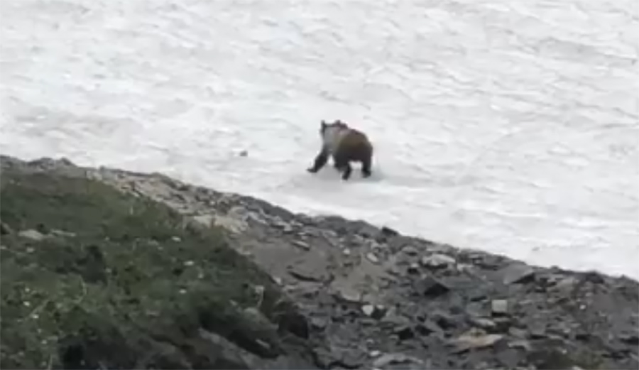 Watch This Bear Get Rad in the Snow at Glacier National Park