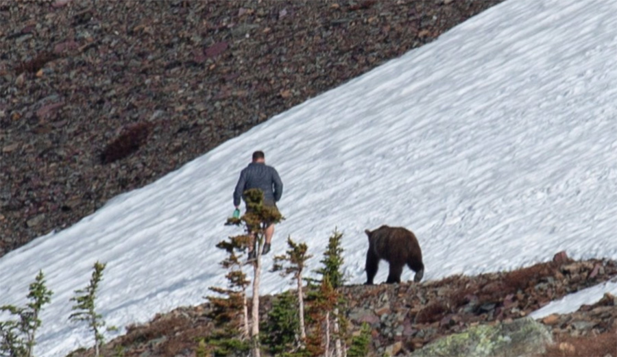 A Photographer Snaps Photos of Grizzly Trailing Hiker in Glacier National Park
