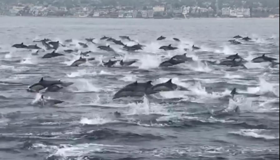 Watch This Mega Pod of Dolphins Light Up the Laguna Beach Coastline