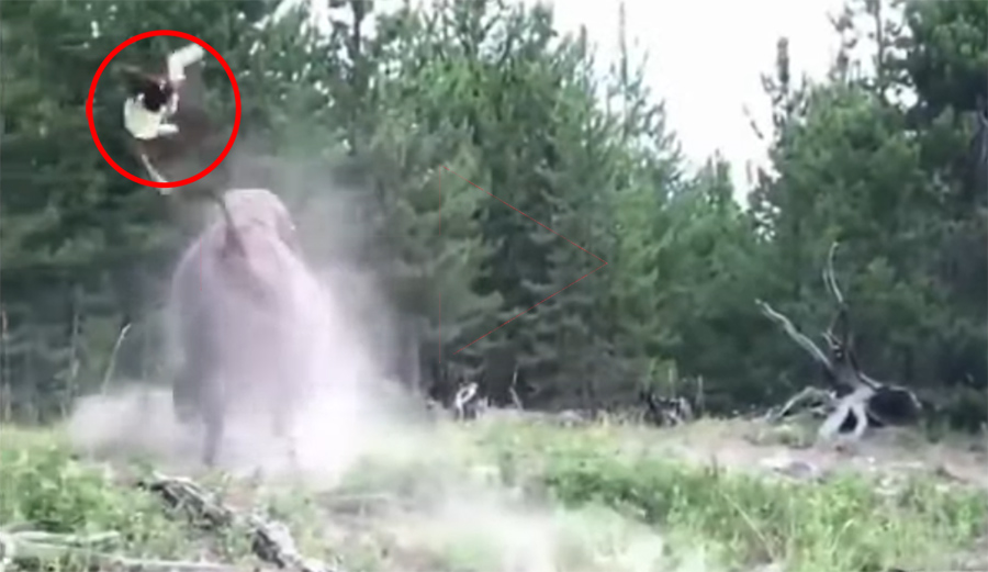 National Park Hazards: 9-Year-Old Gets Completely Flipped by Bison