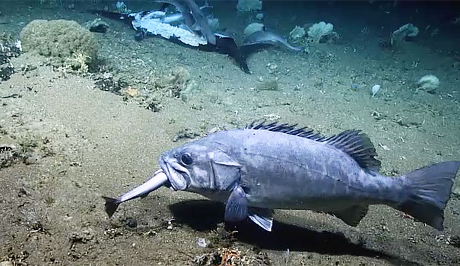 Shark feeding frenzy interrupted by hungry grouper