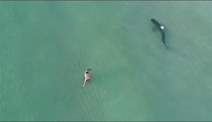 This Drone Footage of Tiger Shark Patrolling Miami Beach Is Almost Hypnotic