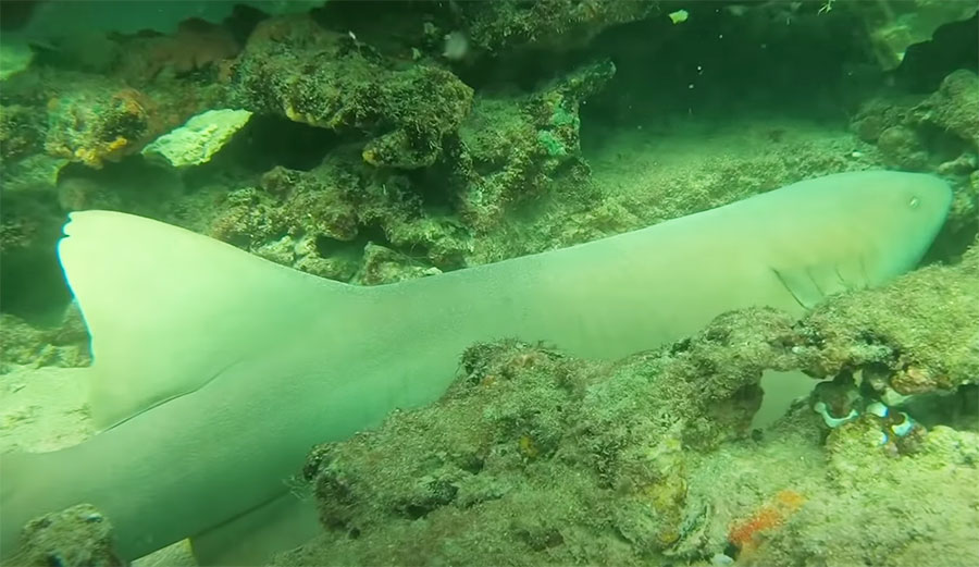 Nurse shark