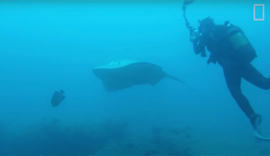 Smalleye stingray