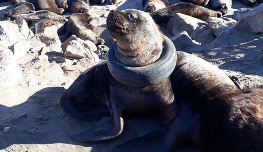 Sea lion with tire around its neck