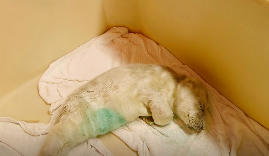 Baby seal