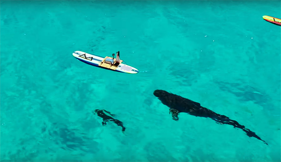 Sharks smelling blood