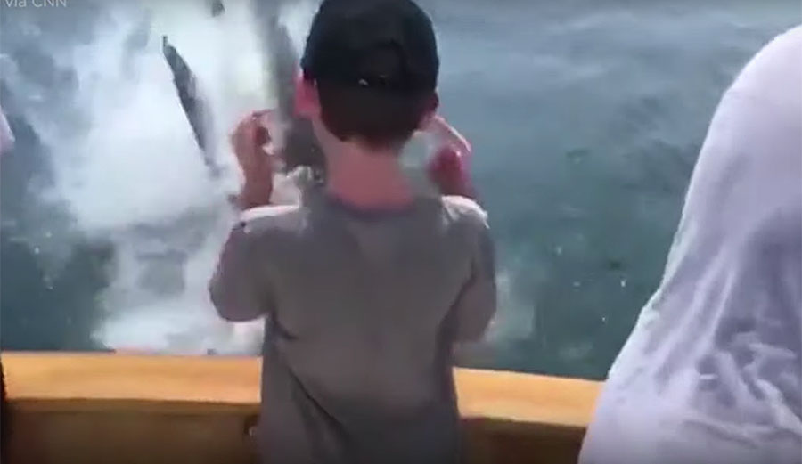 Great white shark eats fish