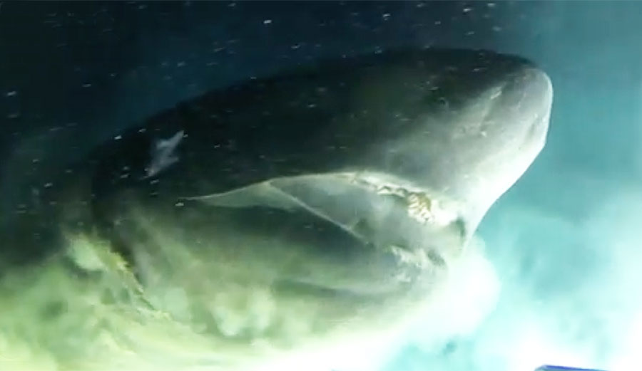 Bluntnose six-gill shark