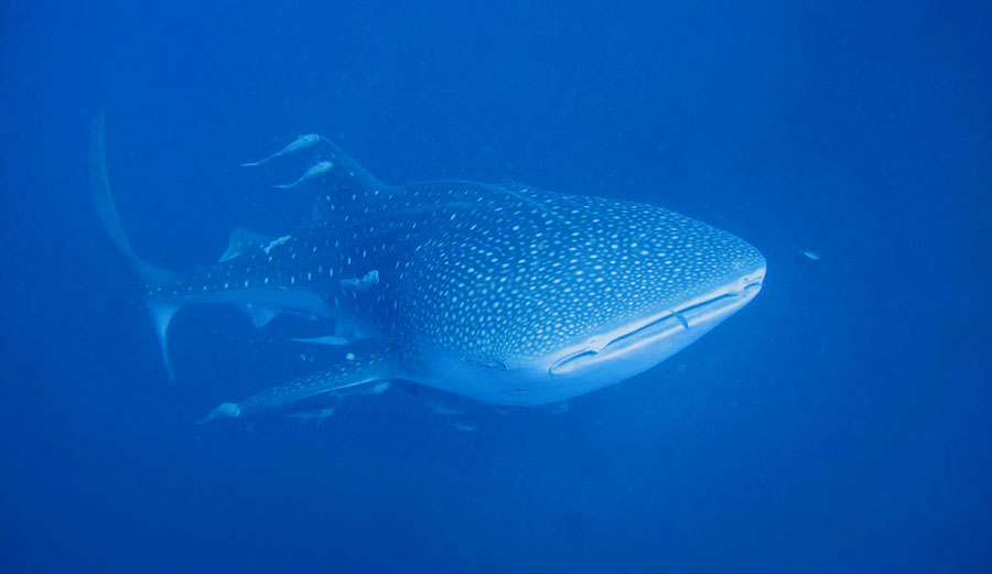 Whale Shark