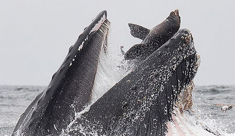 Photographer Explains Crazy Photo of Whale Nearly Swallowing Sea Lion
