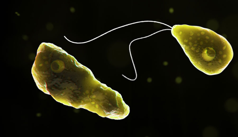 Naegleria fowleri