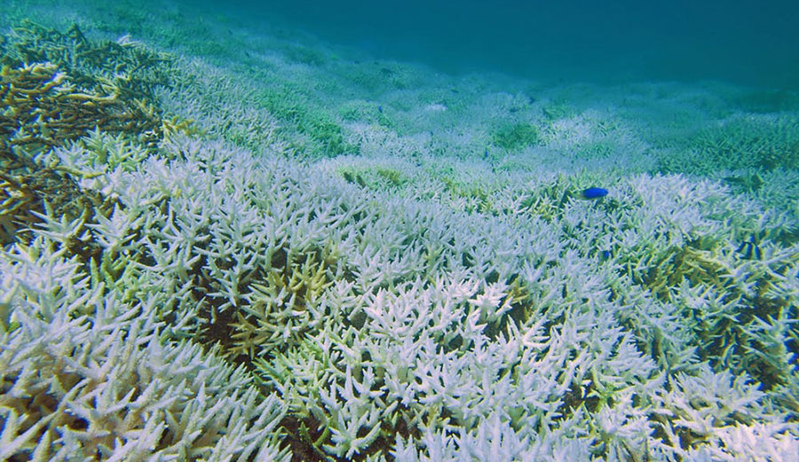 Bleached coral