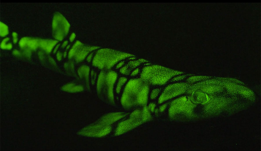 Glow in the dark shark