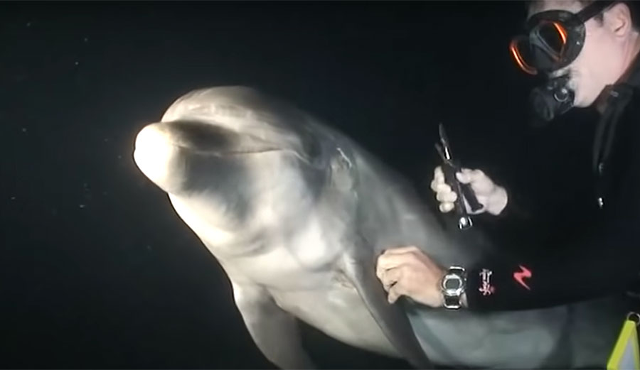 Diver helps dolphin