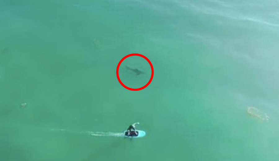 Great white capo beach foiler
