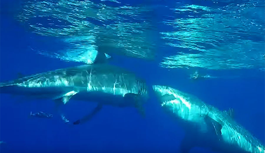 Great white shark attack