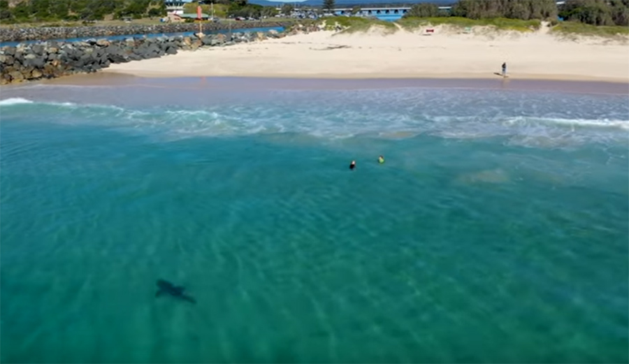 Drone Footage Shows Great White Swimming Crazy-Close to Kids in Australia