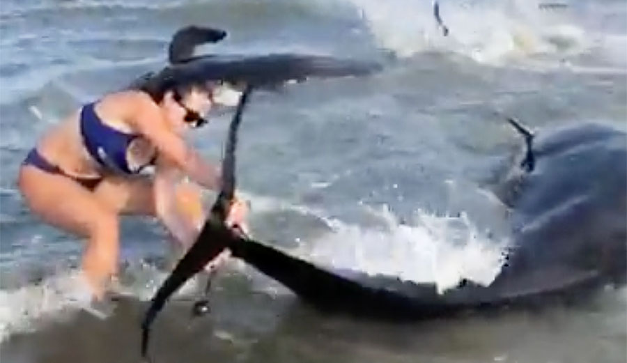 Pilot whales beached in Georgia