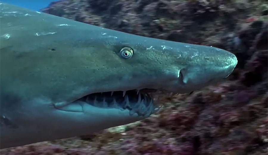 Shark attacks in Recife, Brazil
