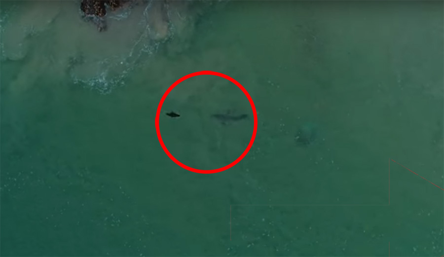 Here's What It Actually Looks Like When a Shark Eats a Seal