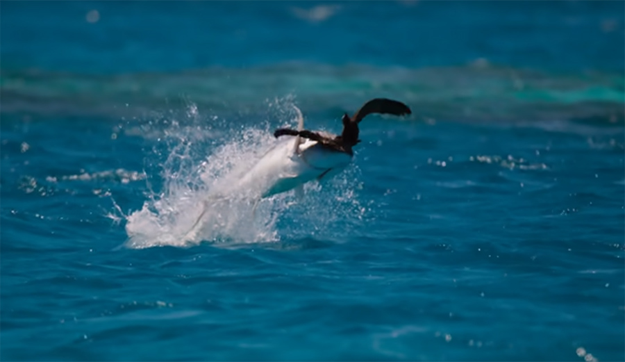 It's your weird ocean animal fact of the week.