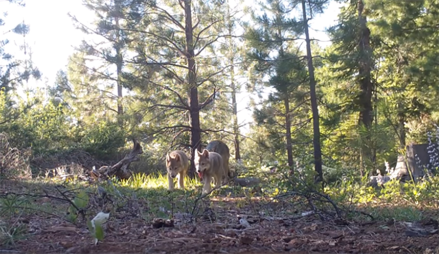 California Department of Fish and Wildlife Releases Video of Adorable California Wolf Pups