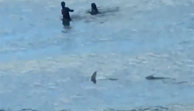 Watch This Couple Scramble as Sharks Wrestle in the Shorebreak